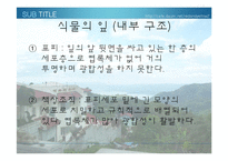 [생물학 실험] 식물의 잎과 줄기의 관찰-5