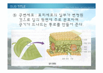 [생물학 실험] 식물의 잎과 줄기의 관찰-7