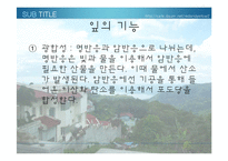 [생물학 실험] 식물의 잎과 줄기의 관찰-8