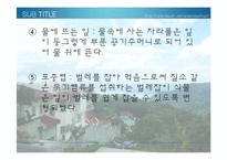 [생물학 실험] 식물의 잎과 줄기의 관찰-12