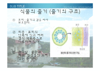 [생물학 실험] 식물의 잎과 줄기의 관찰-13