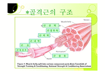 [근육, 생리학, 근육계, 근피로, 설명자료,] 생리학:근육계-4
