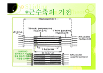 [근육, 생리학, 근육계, 근피로, 설명자료,] 생리학:근육계-6
