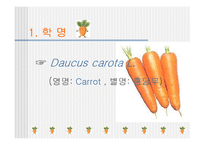 [당근, 원예작물] 당근의모든것-3