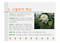 [당근, 원예작물] 당근의모든것-5