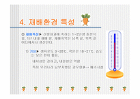 [당근, 원예작물] 당근의모든것-6