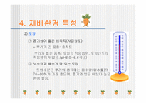 [당근, 원예작물] 당근의모든것-7
