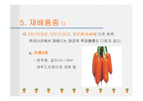 [당근, 원예작물] 당근의모든것-8
