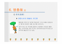 [당근, 원예작물] 당근의모든것-14