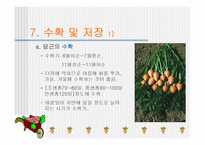 [당근, 원예작물] 당근의모든것-15