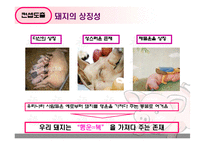[홍보] 국산돼지고기 장려 및 부위별 편중 해소 방안-17