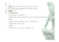 [식품재료학] 엽경채류-14