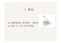 [식품재료학] 감자-9