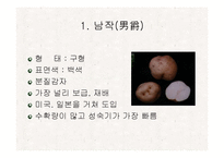 [식품재료학] 감자-15