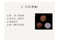 [식품재료학] 감자-16