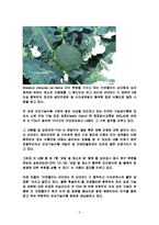 [식품학, 식품영양학] 브로콜리의 특징과 효능 및 영양성분(식품학)-2
