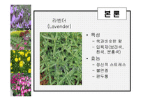 [관광학, 경영학, 호텔학, 컨벤션] 허브농장, 허브캐슬, 허브랜드 PPT자료입니다!-13