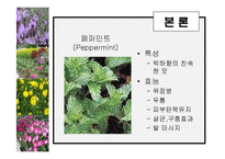 [관광학, 경영학, 호텔학, 컨벤션] 허브농장, 허브캐슬, 허브랜드 PPT자료입니다!-14