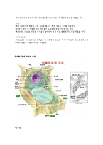 [일반생물학실험] 동식물세포의 관찰-3