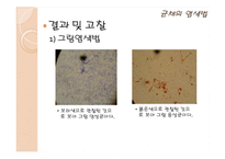 식품미생물학 실험-12