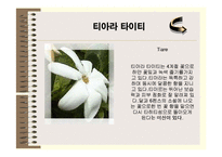 [관광] 프랑스령 폴리네시아 - 보라보라섬의 상품가치 탐구-19
