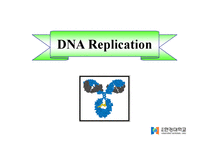 DNA Polymerase(DNA 중합효소)-3