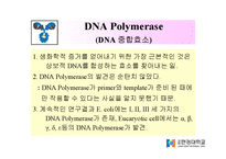 DNA Polymerase(DNA 중합효소)-8