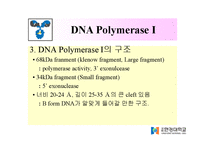 DNA Polymerase(DNA 중합효소)-11