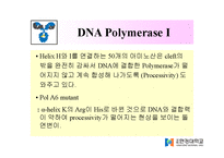DNA Polymerase(DNA 중합효소)-13