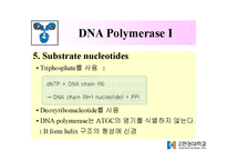 DNA Polymerase(DNA 중합효소)-15