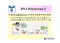 DNA Polymerase(DNA 중합효소)-19
