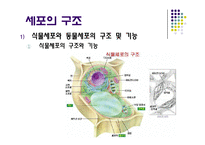 [생물학실험] 세포의 관찰-3