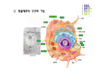 [생물학실험] 세포의 관찰-4
