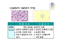 [생물학실험] 세포의 관찰-5