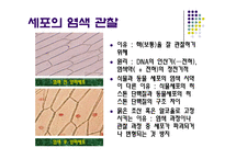 [생물학실험] 세포의 관찰-6