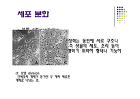 [생물학실험] 세포의 관찰-7