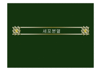 [생물학실험] 세포분열-1