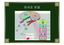 [생물학실험] 세포분열-4