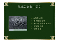 [생물학실험] 세포분열-6