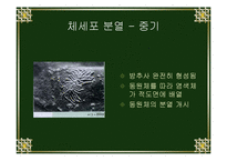 [생물학실험] 세포분열-7