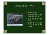 [생물학실험] 세포분열-8