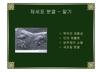 [생물학실험] 세포분열-9