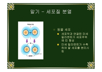 [생물학실험] 세포분열-10