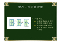 [생물학실험] 세포분열-11