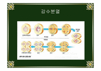 [생물학실험] 세포분열-12