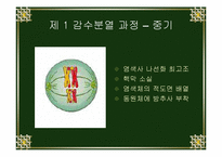[생물학실험] 세포분열-15