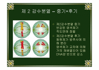 [생물학실험] 세포분열-19