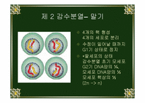 [생물학실험] 세포분열-20