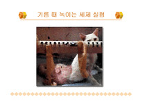 [불교윤리] 동물실험-11