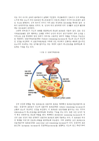 [호르몬, 인체생리학, 성호르몬, 생물학] 여성호르몬과 남성호르몬-2